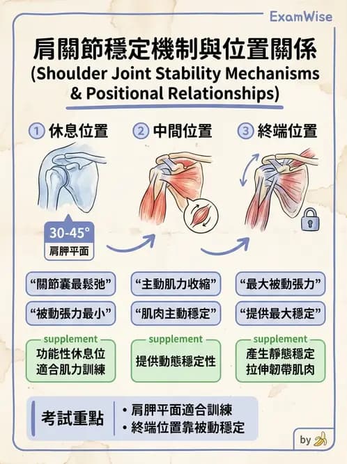 物治 - 肩關節夾擠與旋轉肌袖 - AI 圖文解析預覽