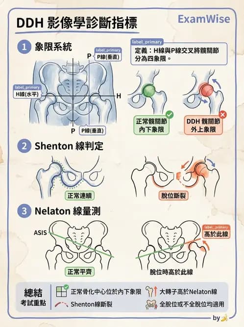 物治 - 髖關節解剖與評估 - AI 圖文解析預覽