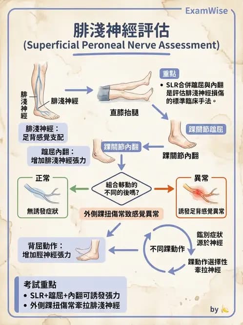 物治 - 踝關節損傷與復健 - AI 圖文解析預覽
