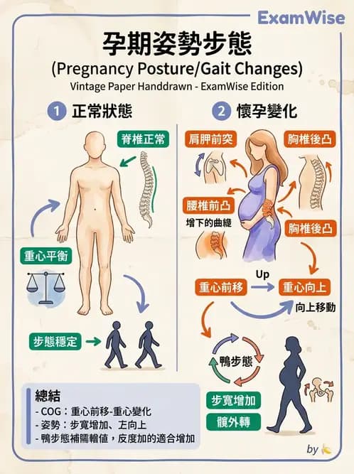 物治 - 女性健康 - AI 圖文解析預覽