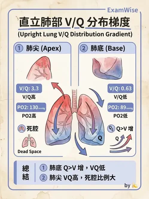 物治 - 呼吸解剖、生理與力學 - AI 圖文解析預覽