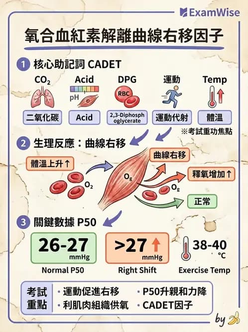 物治 - 運動生理學與能量代謝 - AI 圖文解析預覽