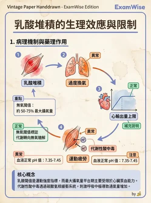 物治 - 運動生理學與能量代謝 - AI 圖文解析預覽