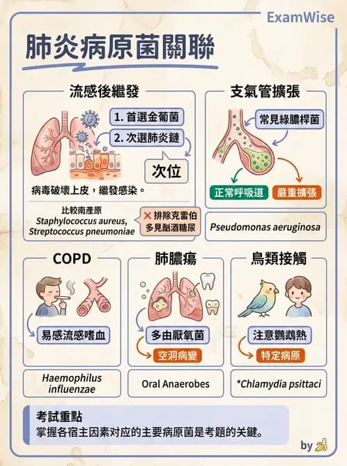 內專 - 社區性肺炎 - AI 圖文解析預覽