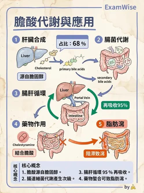 內專 - 膽道疾病與膽酸生理 - AI 圖文解析預覽