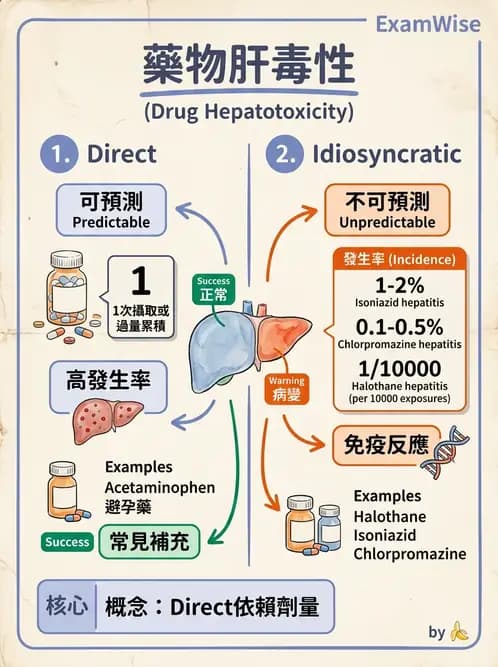 內專 - 急性肝炎、脂肪肝與其他肝病 - AI 圖文解析預覽