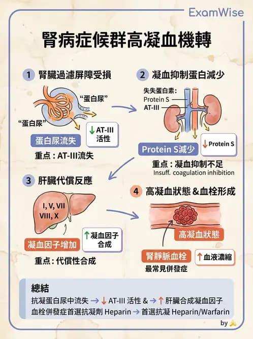 內專 - 原發性腎絲球腎炎 - AI 圖文解析預覽