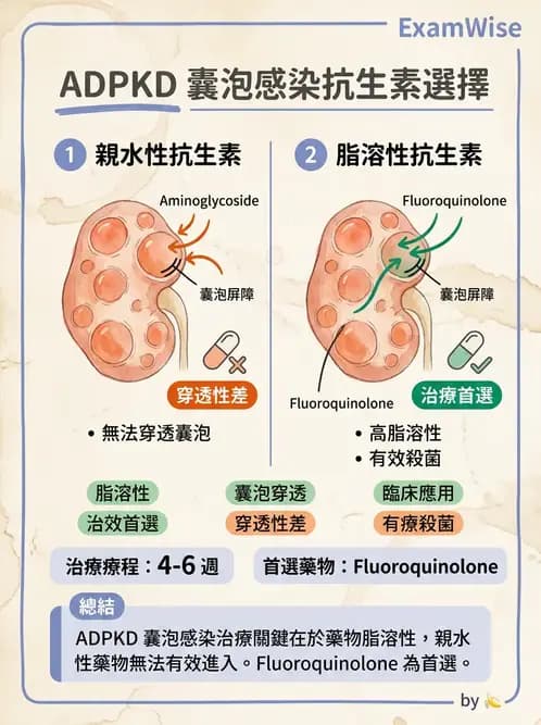 內專 - 多囊腎與腎結石 - AI 圖文解析預覽