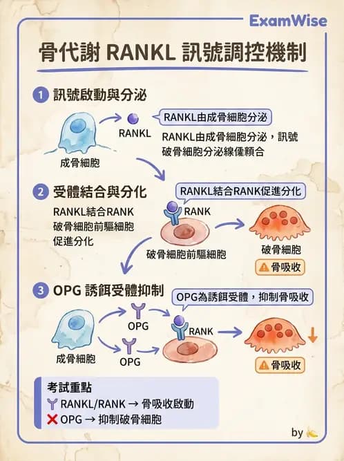 內專 - 副甲狀腺與鈣代謝異常 - AI 圖文解析預覽
