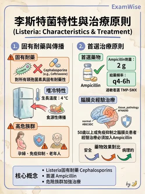 內專 - 革蘭氏陽性菌感染 - AI 圖文解析預覽
