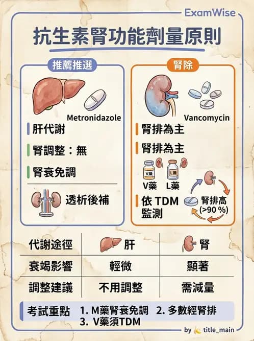 內專 - 抗生素機轉與藥理 - AI 圖文解析預覽