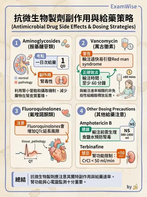 內專 - 抗生素機轉與藥理 - AI 圖文解析預覽