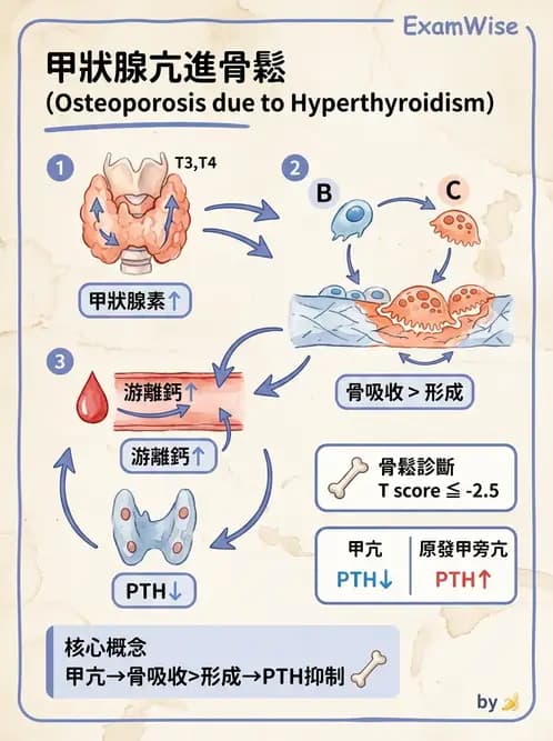 內專 - 甲狀腺疾病 - AI 圖文解析預覽