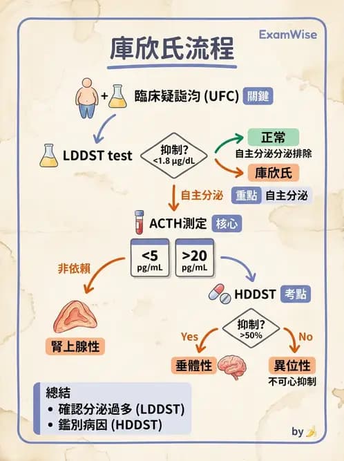 內專 - 腎上腺皮質疾病 - AI 圖文解析預覽