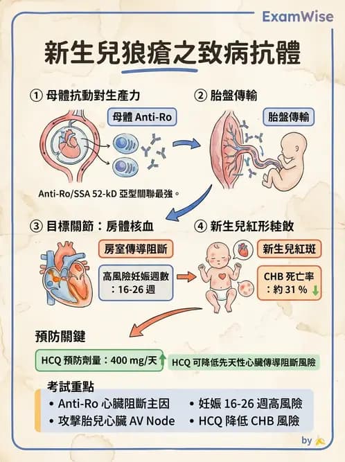 SLE - 全身性紅斑狼瘡 - AI 圖文解析預覽