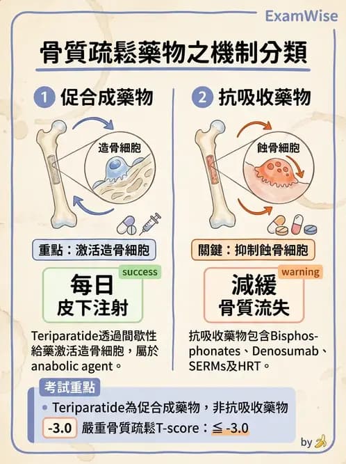 內專 - 副甲狀腺與鈣代謝異常 - AI 圖文解析預覽