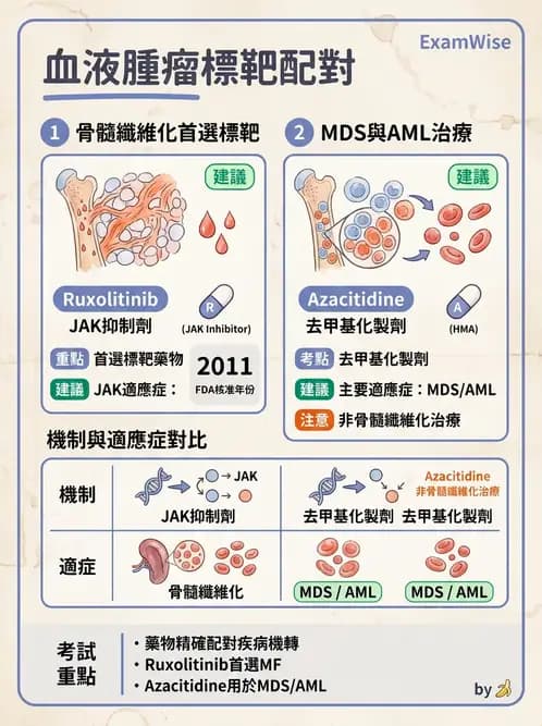 內專 - 白血病與骨髓增生不良 - AI 圖文解析預覽