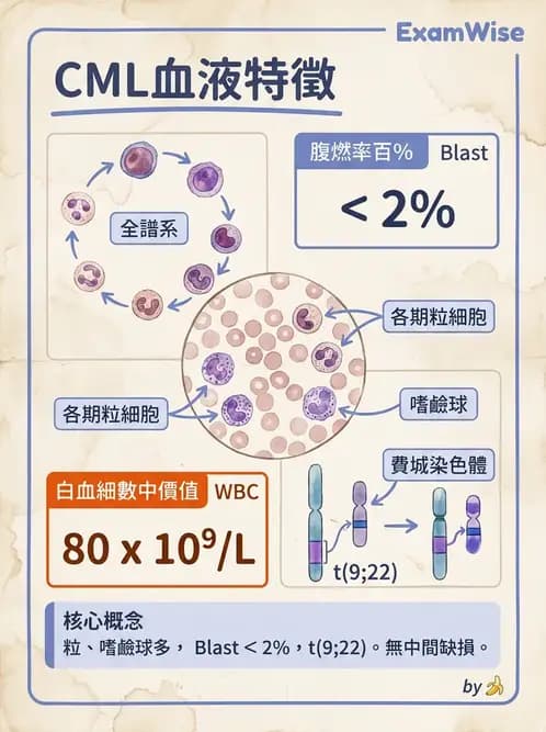內專 - 白血病與骨髓增生不良 - AI 圖文解析預覽