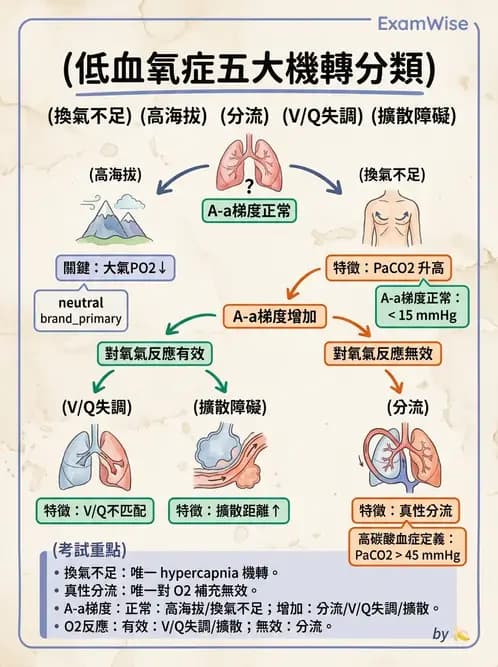 內專 - 呼吸衰竭、非侵襲性呼吸器與睡眠呼吸中止 - AI 圖文解析預覽