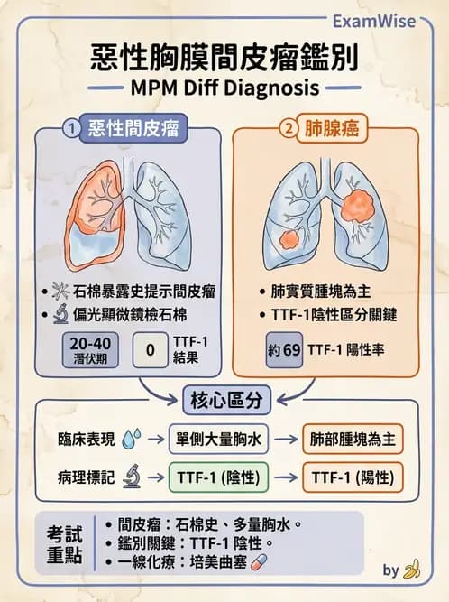 內專 - 肺癌 - AI 圖文解析預覽
