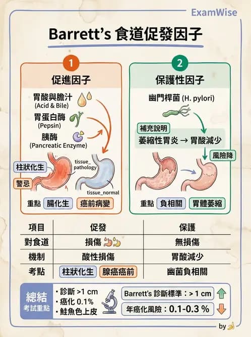 內專 - GERD、Barrett's食道與食道炎 - AI 圖文解析預覽
