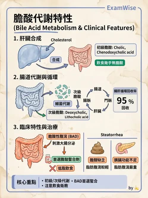 內專 - 膽道疾病與膽酸生理 - AI 圖文解析預覽