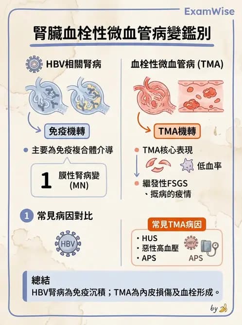 內專 - 繼發性腎絲球腎炎 - AI 圖文解析預覽