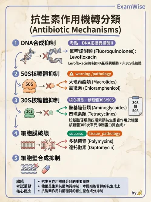 內專 - 抗生素機轉與藥理 - AI 圖文解析預覽