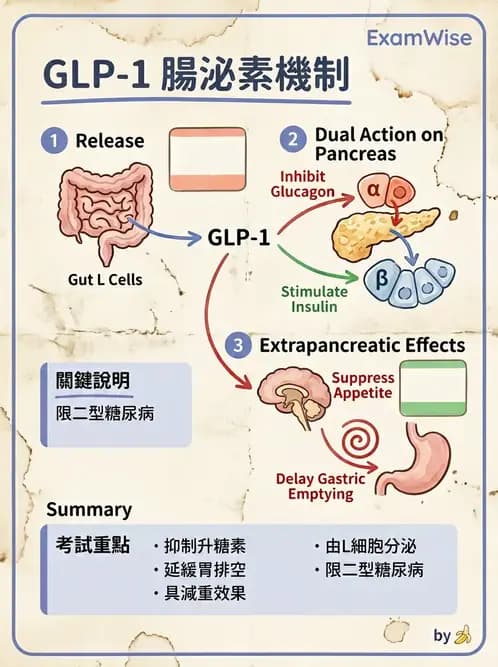 內專 - 胰島素與GLP-1 RA治療 - AI 圖文解析預覽