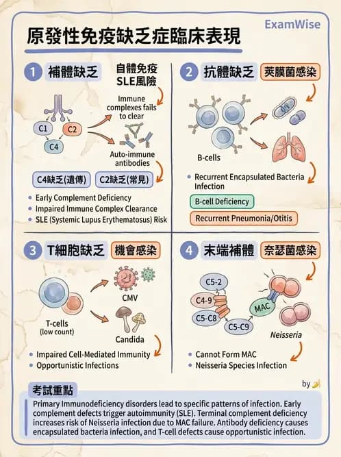 內專 - 免疫學基礎與特殊免疫反應 - AI 圖文解析預覽