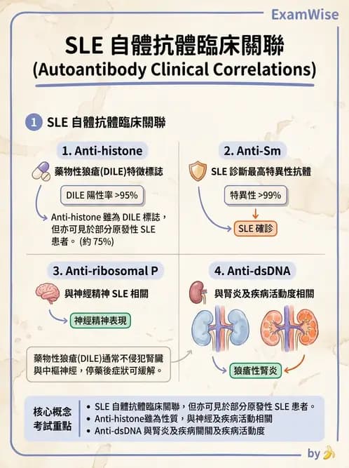 SLE - 全身性紅斑狼瘡 - AI 圖文解析預覽