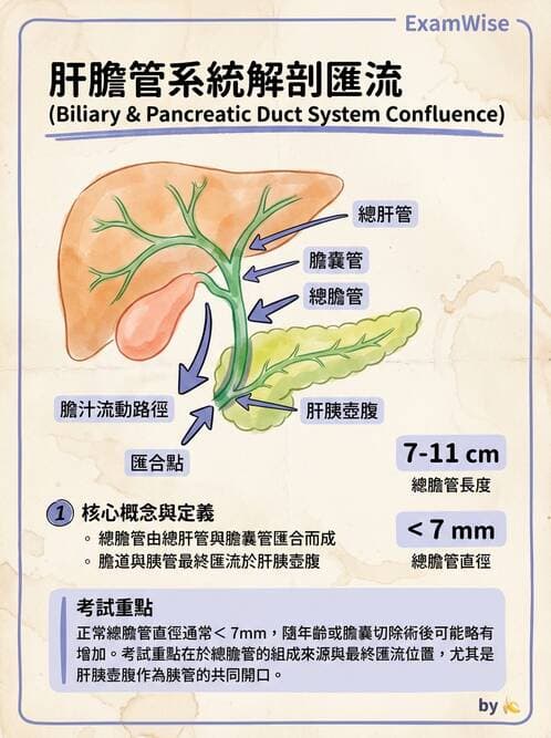 護理師 - 肝膽與腹部血管 - AI 圖文解析預覽