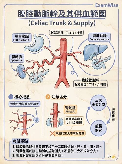 護理師 - 循環系統 - AI 圖文解析預覽