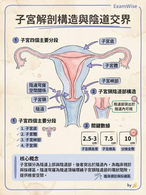 護理師 - 泌尿生殖系統 - AI 圖文解析預覽