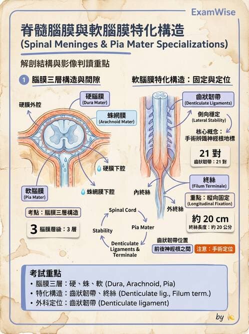 護理師 - 神經系統 - AI 圖文解析預覽
