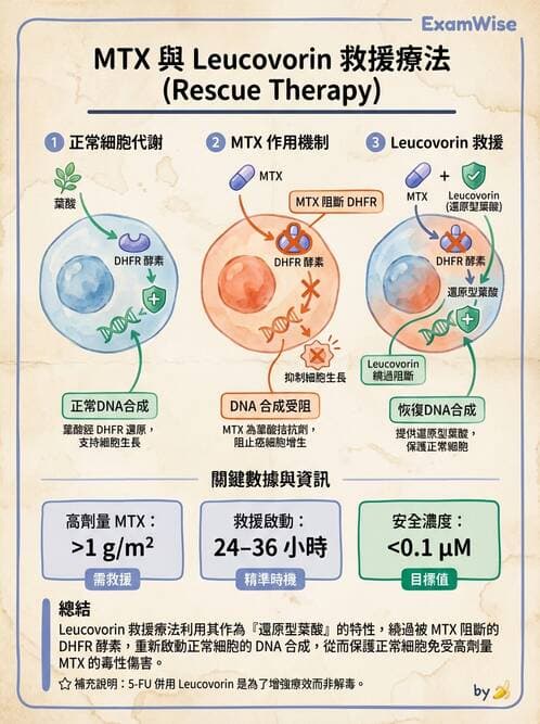 護理師 - 化學治療與免疫調節藥物 - AI 圖文解析預覽