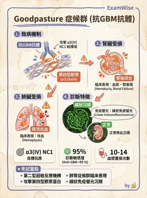 護理師 - 臨床免疫:免疫異常 - AI 圖文解析預覽