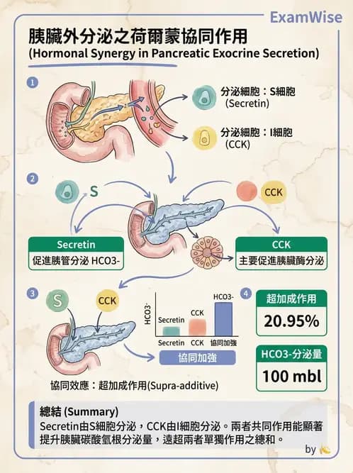 營養 - 消化系統生理學 - AI 圖文解析預覽