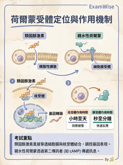 營養 - 內分泌與代謝生理學 - AI 圖文解析預覽