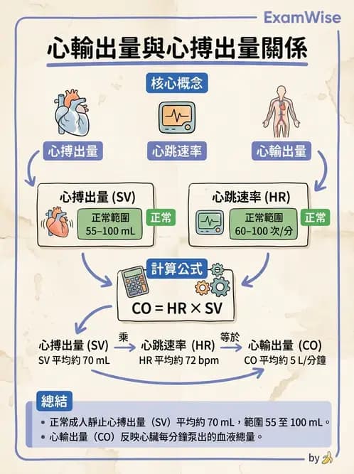 營養 - 心血管系統生理學 - AI 圖文解析預覽