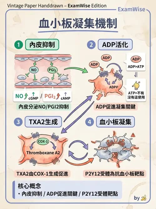 營養 - 血液與免疫 - AI 圖文解析預覽