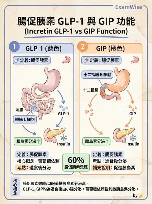 營養 - 消化系統生理學 - AI 圖文解析預覽