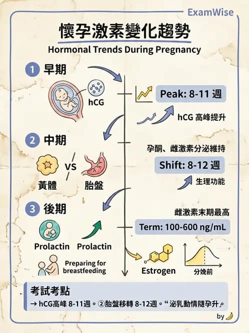 營養 - 生殖系統生理學 - AI 圖文解析預覽