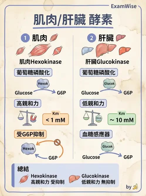 營養 - 醣類代謝 - AI 圖文解析預覽