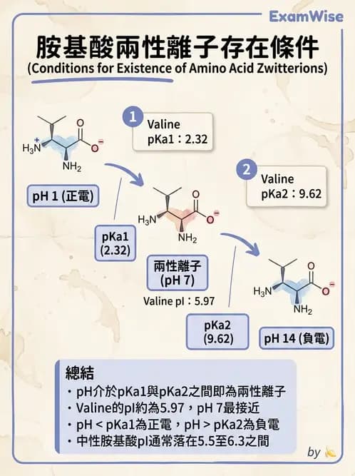 營養 - 蛋白質與胺基酸代謝 - AI 圖文解析預覽