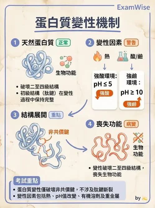 營養 - 蛋白質與胺基酸代謝 - AI 圖文解析預覽