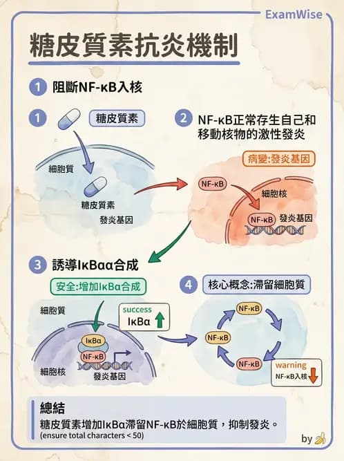 營養 - 核酸與基因表現 - AI 圖文解析預覽