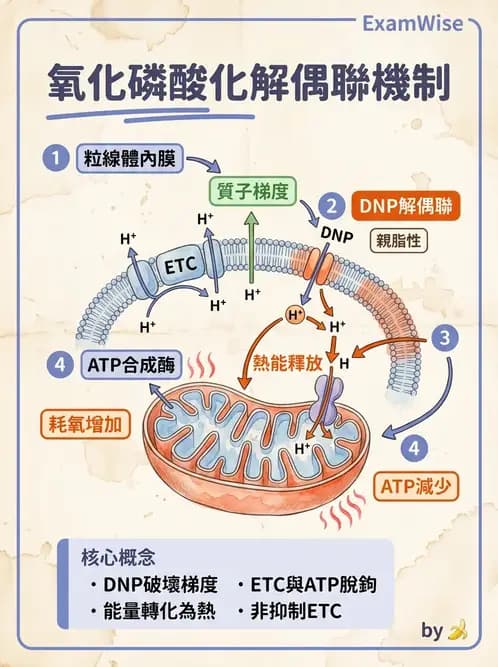 營養 - 能量代謝 - AI 圖文解析預覽