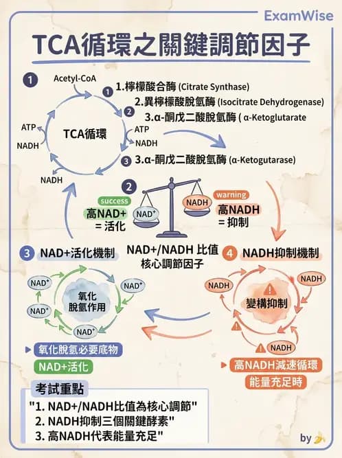 營養 - 能量代謝 - AI 圖文解析預覽