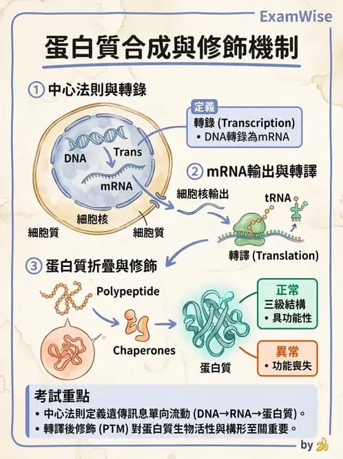 營養 - 蛋白質結構、功能與需求量 - AI 圖文解析預覽